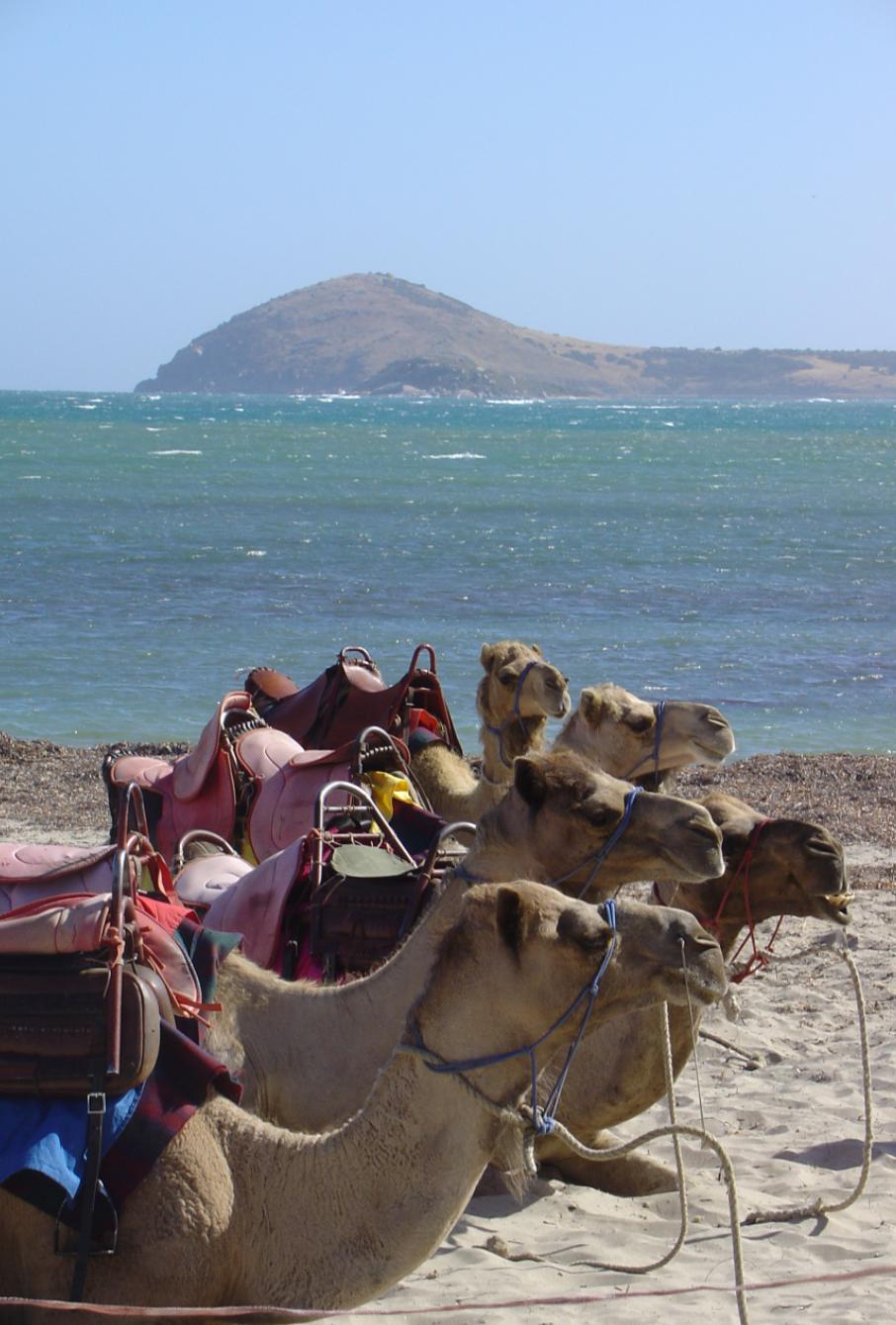 Camels rest, near Bluff, Victor Harbor