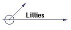 Lillies